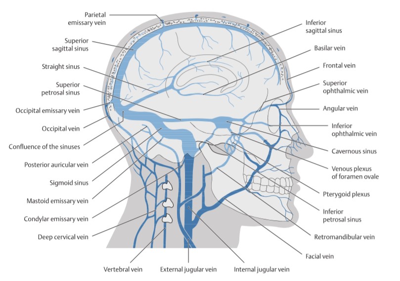 cavernous sinus sagittal